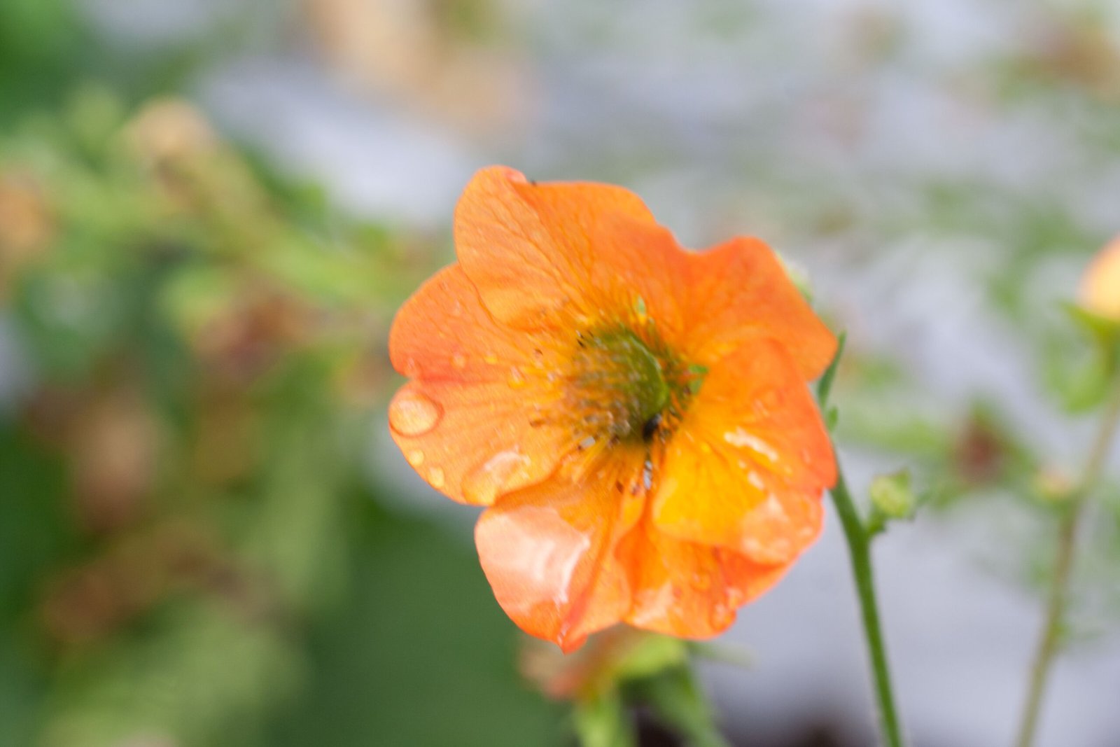 jane pell photography flowers scaled.jpg